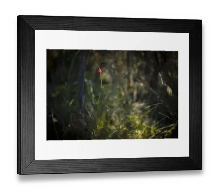 Framed Print : Mountain gladiolus flower, gladiolus watsonioides, forest zone, Mount Kilimanjaro, Kilimanjaro Region, Tanzania Framed Print : Mountain gladiolus flower, gladiolus watsonioides, forest zone, Mount Kilimanjaro, Kilimanjaro Region, Tanzania