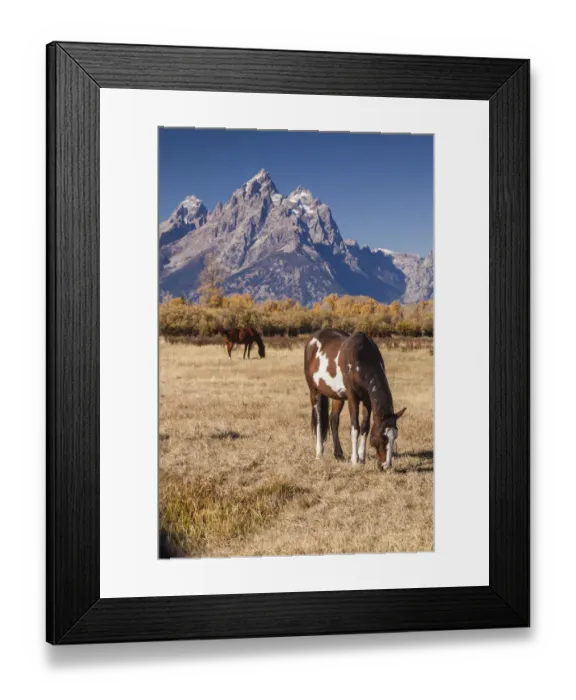 Framed Print : Horses (Equus ferus caballus) grazing in meadow, Grand Teton National Park, Jackson Hole, Wyoming, USA Framed Print : Horses (Equus ferus caballus) grazing in meadow, Grand Teton National Park, Jackson Hole, Wyoming, USA