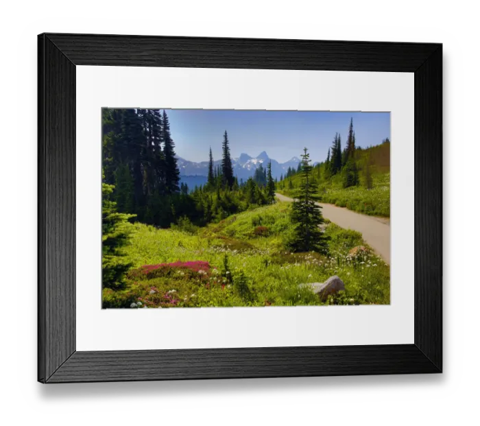 Framed Print : Wildflowers bloom along Skyline Trail, Mount Rainier National Park, Washington State, USA Framed Print : Wildflowers bloom along Skyline Trail, Mount Rainier National Park, Washington State, USA