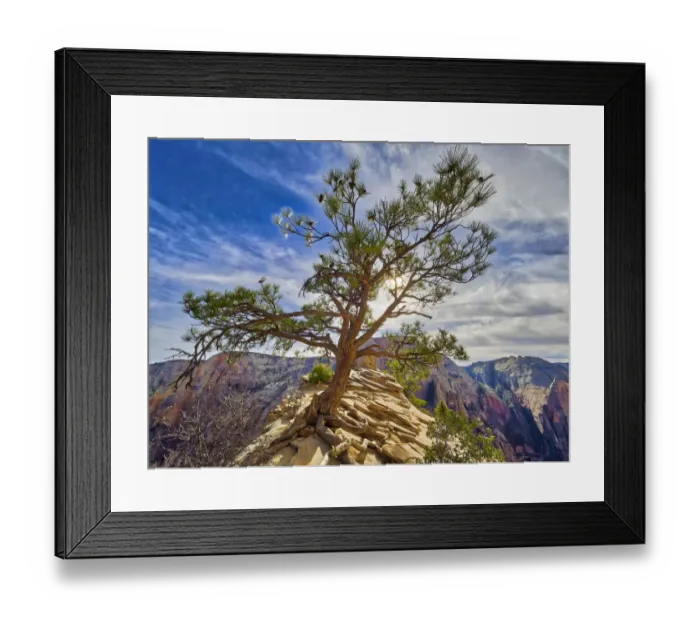 Framed Print : Tree on Angels Landing, Zion Canyon, Zion National Park, Utah, USA