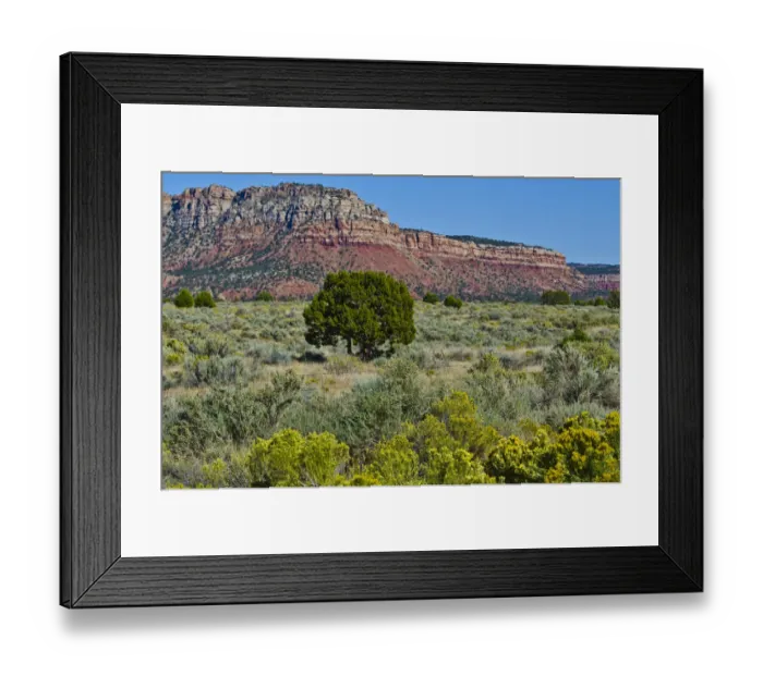 Framed Print : Single tree in West Valley, Valley of Fire State Park, Nevada, USA Framed Print : Single tree in West Valley, Valley of Fire State Park, Nevada, USA