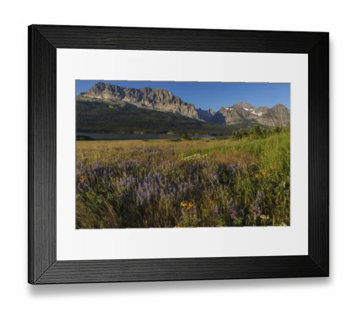 Framed Print : Wildflower meadow in Many Glacier Valley of Glacier National Park, Montana, USA