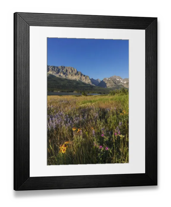 Framed Print : Wildflower meadow in Many Glacier Valley of Glacier National Park, Montana, USA Framed Print : Wildflower meadow in Many Glacier Valley of Glacier National Park, Montana, USA