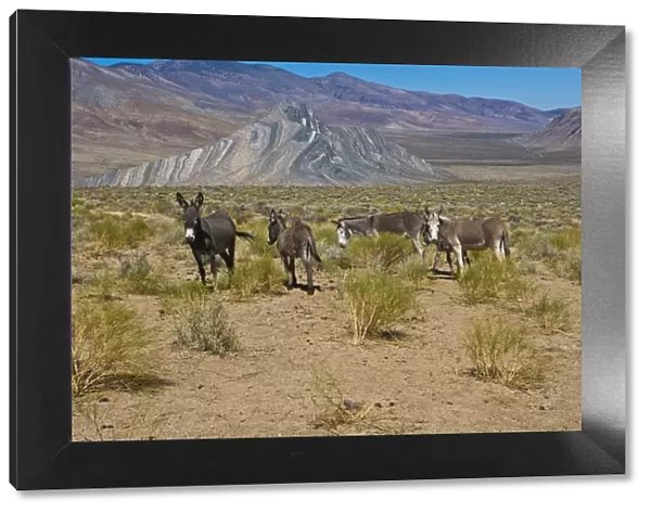 Wild Burros (Equus africanus asinus) in desert, Butte Valley Road, Death Valley National Park, California, USA