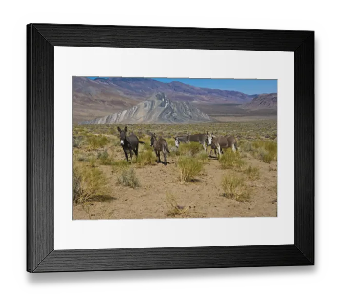 Framed Print : Wild Burros (Equus africanus asinus) in desert, Butte Valley Road, Death Valley National Park, California, USA