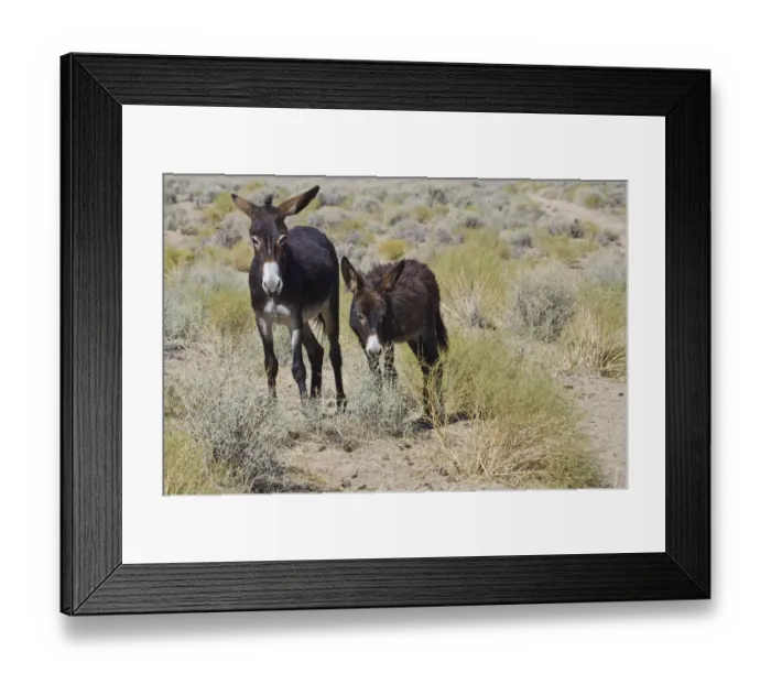 Framed Print : Wild Burros (Equus africanus asinus) in desert, Butte Valley Road, Death Valley National Park, California, USA Framed Print : Wild Burros (Equus africanus asinus) in desert, Butte Valley Road, Death Valley National Park, California, USA