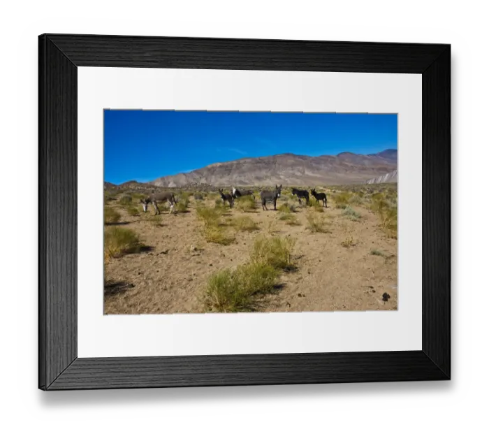 Framed Print : Wild Burros (Equus africanus asinus) in desert, Butte Valley Road, Death Valley National Park, California, USA Framed Print : Wild Burros (Equus africanus asinus) in desert, Butte Valley Road, Death Valley National Park, California, USA