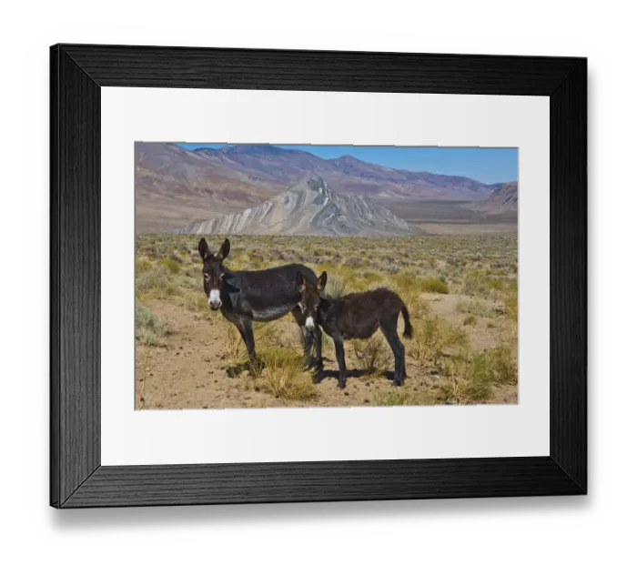 Framed Print : Wild Burros (Equus africanus asinus) in desert, Butte Valley Road, Death Valley National Park, California, USA Framed Print : Wild Burros (Equus africanus asinus) in desert, Butte Valley Road, Death Valley National Park, California, USA
