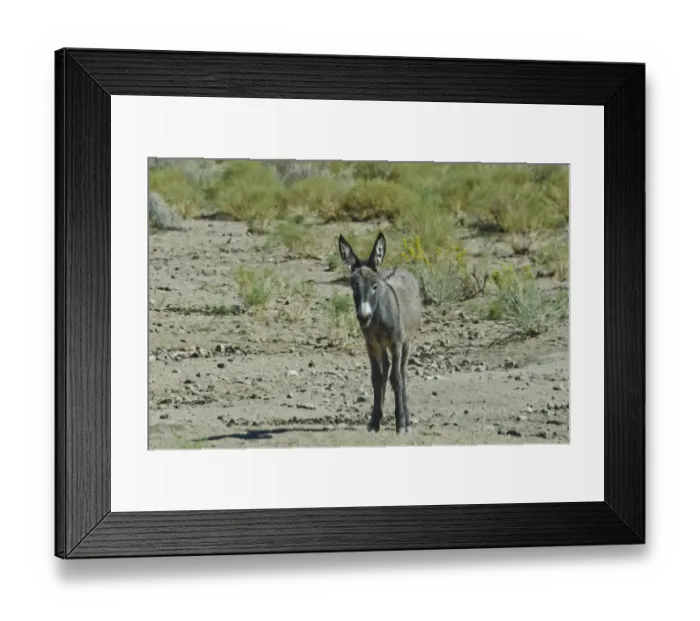 Framed Print : Wild Burros (Equus africanus asinus) in desert, Butte Valley Road, Death Valley National Park, California, USA Framed Print : Wild Burros (Equus africanus asinus) in desert, Butte Valley Road, Death Valley National Park, California, USA