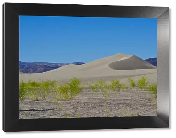Landscape with Amargosa Dunes, Beatty, Nevada, USA