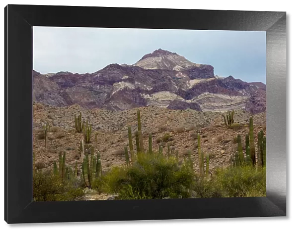 Landscape with mountain and cactus, Angel de la Guarda Island, Baja California, Sea of Cortez, Mexico