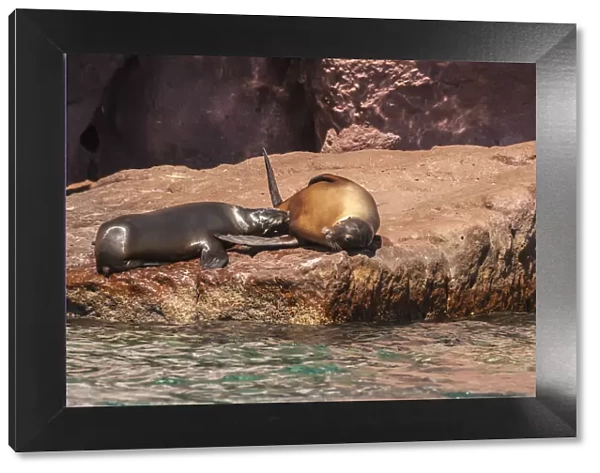 California sea lions lying on rock, Isla San Jose, Baja California Sur, Mexico
