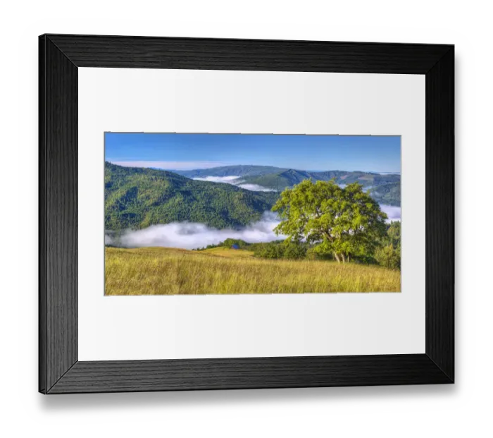 Framed Print : Early morning fog in forest hills, Redwood National Park, California, USA Framed Print : Early morning fog in forest hills, Redwood National Park, California, USA