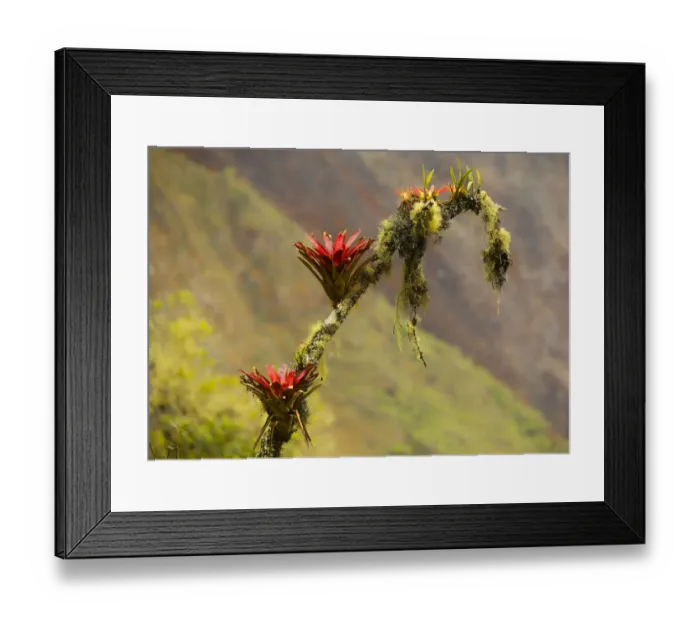 Framed Print : Bromeliads line mountains that surround Machu Picchu, Machu Picchu, Peru