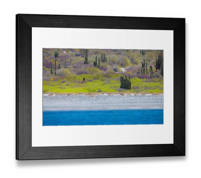 Framed Print : UNESCO Site Desert landscape in springtime, Baja, Sea of Cortez, Mexico Framed Print : UNESCO Site Desert landscape in springtime, Baja, Sea of Cortez, Mexico