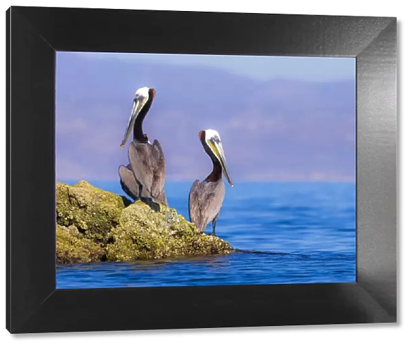 Pair of Brown Pelicans (Pelecanus occidentalis) perching on rock, Baja Peninsula, Sea of Cortez, Gulf of California, Mexico