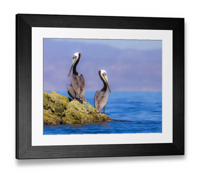 Framed Print : Pair of Brown Pelicans (Pelecanus occidentalis) perching on rock, Baja Peninsula, Sea of Cortez, Gulf of California, Mexico Framed Print : Pair of Brown Pelicans (Pelecanus occidentalis) perching on rock, Baja Peninsula, Sea of Cortez, Gulf of California, Mexico