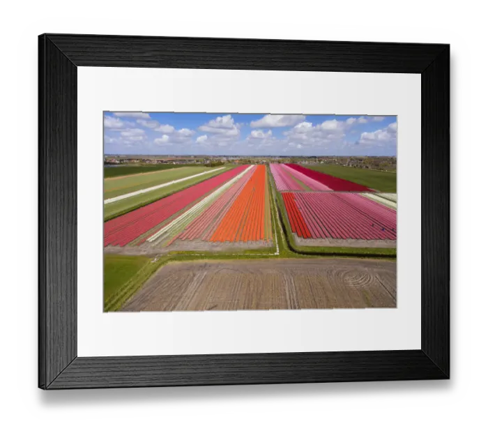 Framed Print : Tulip fields, North Holland, Netherlands
