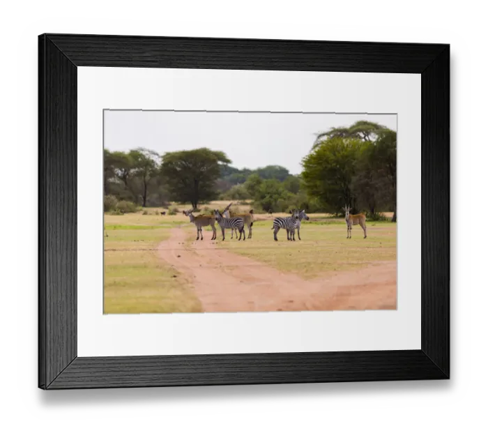 Framed Print : Group of Eland (Taurotragus oryx) and zebra standing along dirt road, Serengeti National Park, Tanzania Framed Print : Group of Eland (Taurotragus oryx) and zebra standing along dirt road, Serengeti National Park, Tanzania