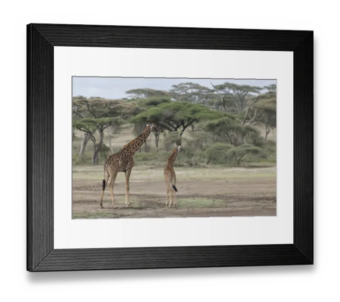 Framed Print : Giraffe (Giraffa Camelopardalis) mother and young with acacia trees in background, Serengeti National Park, Tanzania Framed Print : Giraffe (Giraffa Camelopardalis) mother and young with acacia trees in background, Serengeti National Park, Tanzania