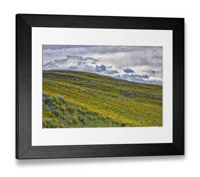 Framed Print : Arrowleaf balsamroot (Balsamorhiza sagittata) covering hillside, Yellowstone National Park, Wyoming, USA Framed Print : Arrowleaf balsamroot (Balsamorhiza sagittata) covering hillside, Yellowstone National Park, Wyoming, USA