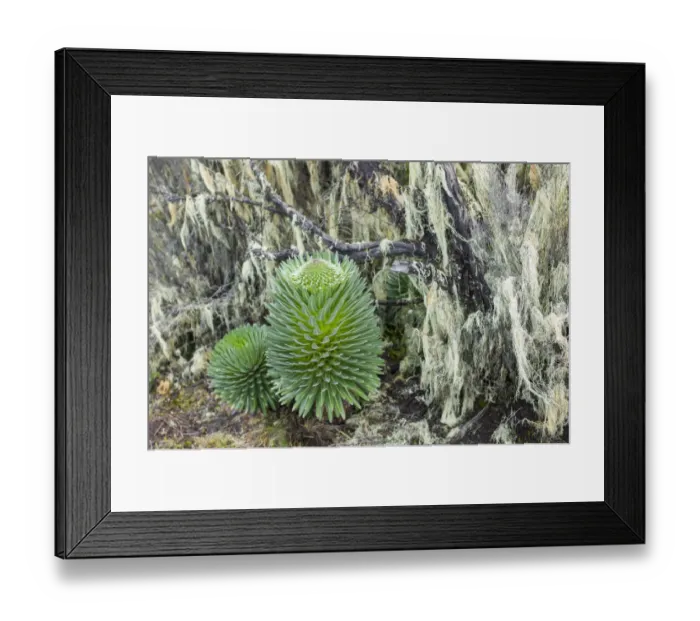 Framed Print : Lobelia, Lobelia deckenii, unique vegetation of the Moorland and Heath zone, Mount Kilimanjaro, Kilimanjaro Region, Tanzania Framed Print : Lobelia, Lobelia deckenii, unique vegetation of the Moorland and Heath zone, Mount Kilimanjaro, Kilimanjaro Region, Tanzania
