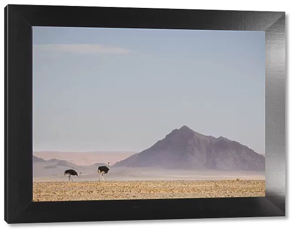 Ostrich, Struthio camelus, in scenic landscape, Namib-Naukluft National Park, Hardap Region, Namibia