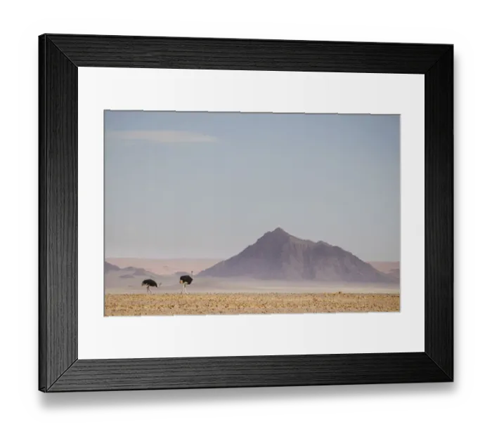 Framed Print : Ostrich, Struthio camelus, in scenic landscape, Namib-Naukluft National Park, Hardap Region, Namibia