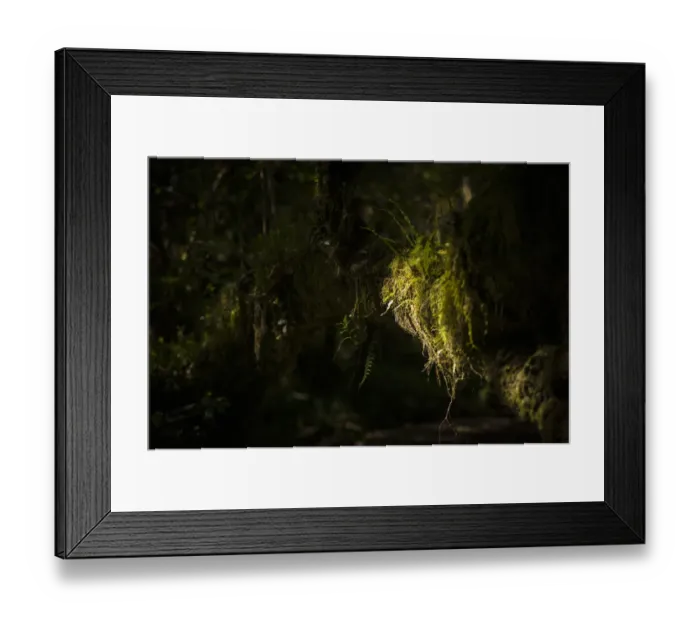Framed Print : Ferns and moss in the rainforest, forest zone, Mweka route, Mount Kilimanjaro, Kilimanjaro Region, Tanzania
