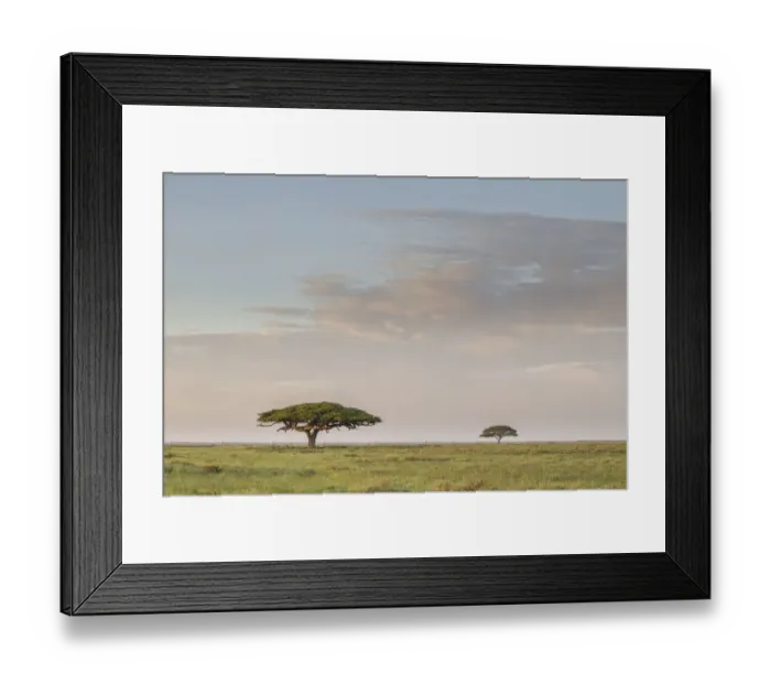 Framed Print : Scenic umbrella trees on the Serengeti Plains with great migration in the background, Ngorongoro Conservation Area, Arusha Region, Tanzania