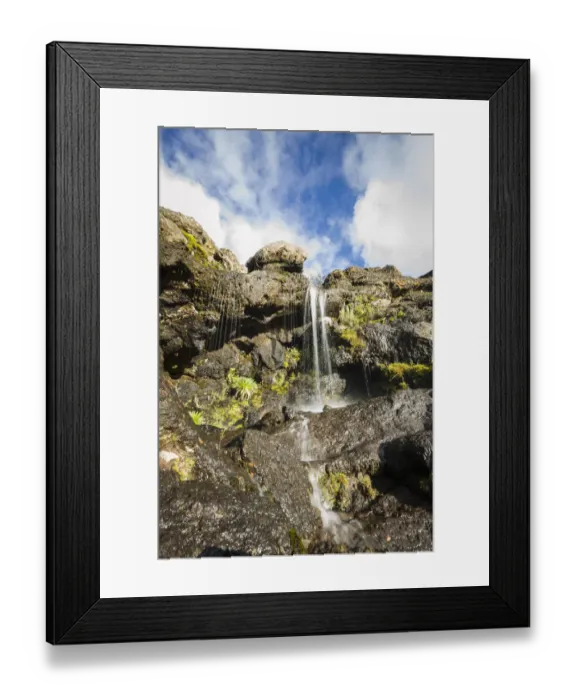 Framed Print : Lobelia, Lobelia deckenii growing around waterfall in harsh alpine zone landscape around Moir Huts camp, Mount Kilimanjaro, Kilimanjaro Region, Tanzania Framed Print : Lobelia, Lobelia deckenii growing around waterfall in harsh alpine zone landscape around Moir Huts camp, Mount Kilimanjaro, Kilimanjaro Region, Tanzania