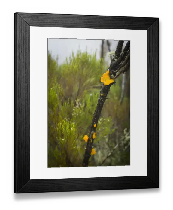 Framed Print : Jelly fungus, semi-alpine heath zone, Mount Kilimanjaro, Kilimanjaro Region, Tanzania