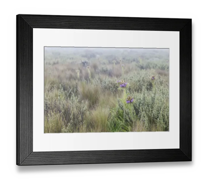 Framed Print : Mountain Thistle, Carduus keniensis, and tussock grass, moorland zone, Mount Kilimanjaro, Kilimanjaro Region, Tanzania Framed Print : Mountain Thistle, Carduus keniensis, and tussock grass, moorland zone, Mount Kilimanjaro, Kilimanjaro Region, Tanzania