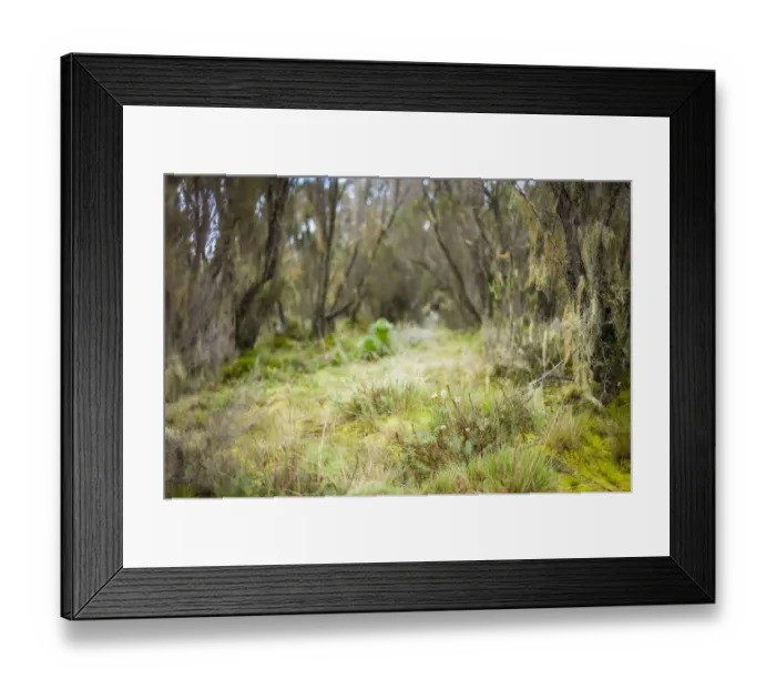Framed Print : Lobelia, Lobelia deckenii, and other unique vegetation of the Moorland and Heath zone, Mount Kilimanjaro, Kilimanjaro Region, Tanzania Framed Print : Lobelia, Lobelia deckenii, and other unique vegetation of the Moorland and Heath zone, Mount Kilimanjaro, Kilimanjaro Region, Tanzania