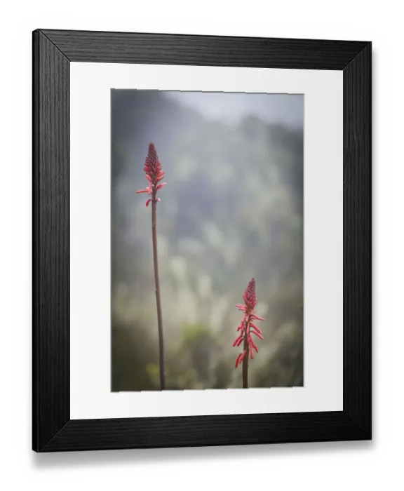 Framed Print : Red-hot poker flower, Kniphofia thomsonii, blooming in semi-alpine heath zone, Mount Kilimanjaro, Kilimanjaro Region, Tanzania