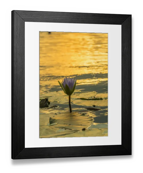 Framed Print : waterlily. Mazvikadei Lake, Mashonaland North, Zimbabwe Framed Print : waterlily. Mazvikadei Lake, Mashonaland North, Zimbabwe