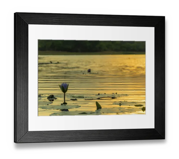 Framed Print : waterlily s. Mazvikadei Lake, Mashonaland North, Zimbabwe Framed Print : waterlily s. Mazvikadei Lake, Mashonaland North, Zimbabwe