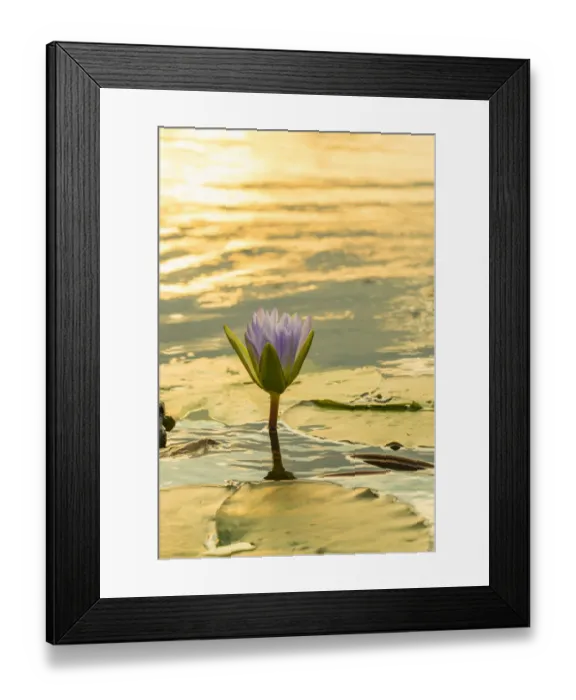 Framed Print : waterlily. Mazvikadei Lake, Mashonaland North, Zimbabwe Framed Print : waterlily. Mazvikadei Lake, Mashonaland North, Zimbabwe