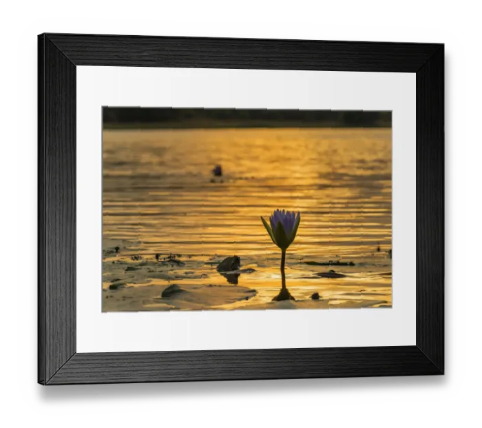 Framed Print : water Lilly, Mazvikadei Lake, Mashonaland North, Zimbabwe Framed Print : water Lilly, Mazvikadei Lake, Mashonaland North, Zimbabwe