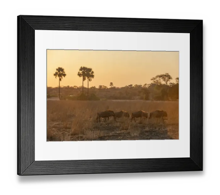 Framed Print : Blue Wildebeest, Mana Pools National Park, Zimbabwe Framed Print : Blue Wildebeest, Mana Pools National Park, Zimbabwe