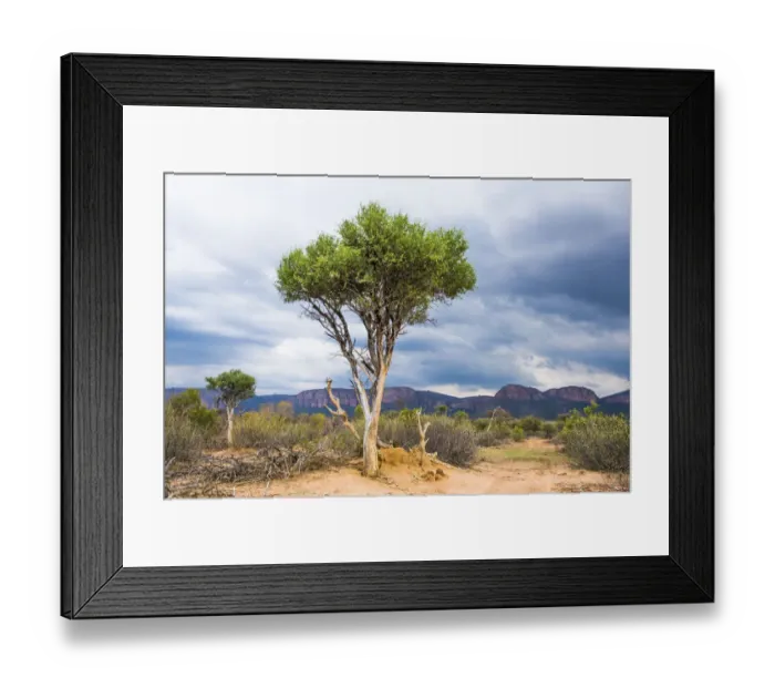 Framed Print : Blue Thorn trees against a stormy backdrop, Marataba Private Game Reserve, Limpopo, South Africa Framed Print : Blue Thorn trees against a stormy backdrop, Marataba Private Game Reserve, Limpopo, South Africa