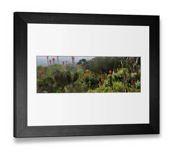 Framed Print : A panoramic picture taken in Kirstenbosch National Botanical Garden in Cape Town, Western Cape Province, South Africa Framed Print : A panoramic picture taken in Kirstenbosch National Botanical Garden in Cape Town, Western Cape Province, South Africa