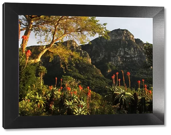 A picture taken in Kirstenbosch National Botanical Garden from Mathews Rockery, Cape Town, Western Cape Province, South Africa