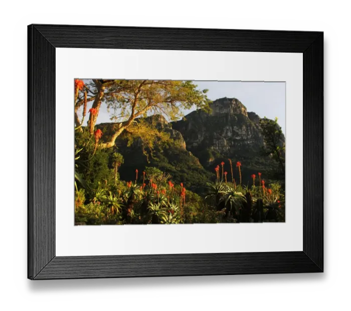 Framed Print : A picture taken in Kirstenbosch National Botanical Garden from Mathews Rockery, Cape Town, Western Cape Province, South Africa Framed Print : A picture taken in Kirstenbosch National Botanical Garden from Mathews Rockery, Cape Town, Western Cape Province, South Africa