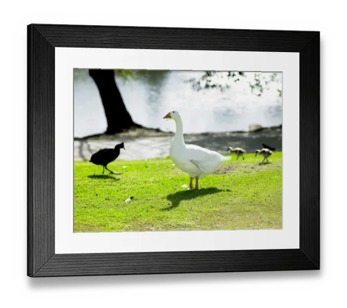 Framed Print : Geese, ducks and ducklings at lake in, Johannesburg, South Africa Framed Print : Geese, ducks and ducklings at lake in, Johannesburg, South Africa