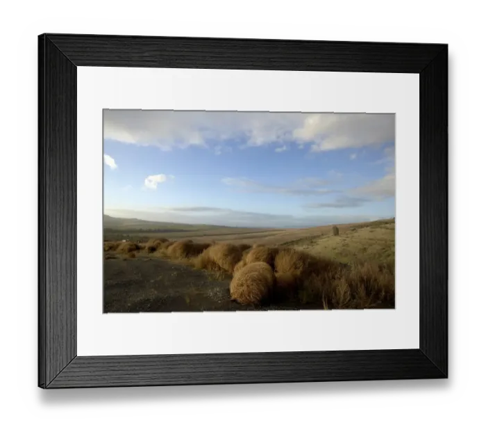 Framed Print : landscape with tumble weed, cape town, south Africa Framed Print : landscape with tumble weed, cape town, south Africa