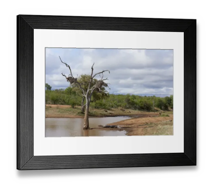Framed Print : African safari landscape with animal water drinking hole, Mpumalanga, south Africa Framed Print : African safari landscape with animal water drinking hole, Mpumalanga, south Africa