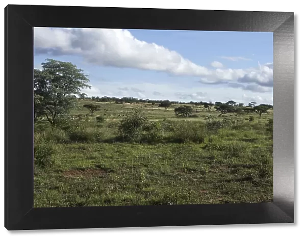 green African safari landscape, south Africa