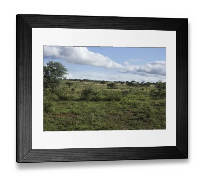 Framed Print : green African safari landscape, south Africa Framed Print : green African safari landscape, south Africa