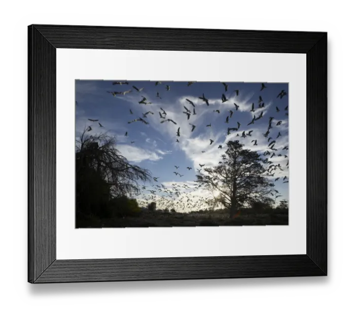 Framed Print : flock of birds in sky, cape town, south Africa Framed Print : flock of birds in sky, cape town, south Africa